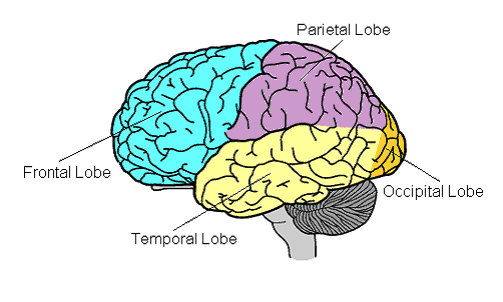 Image result for parts of brain have different functions