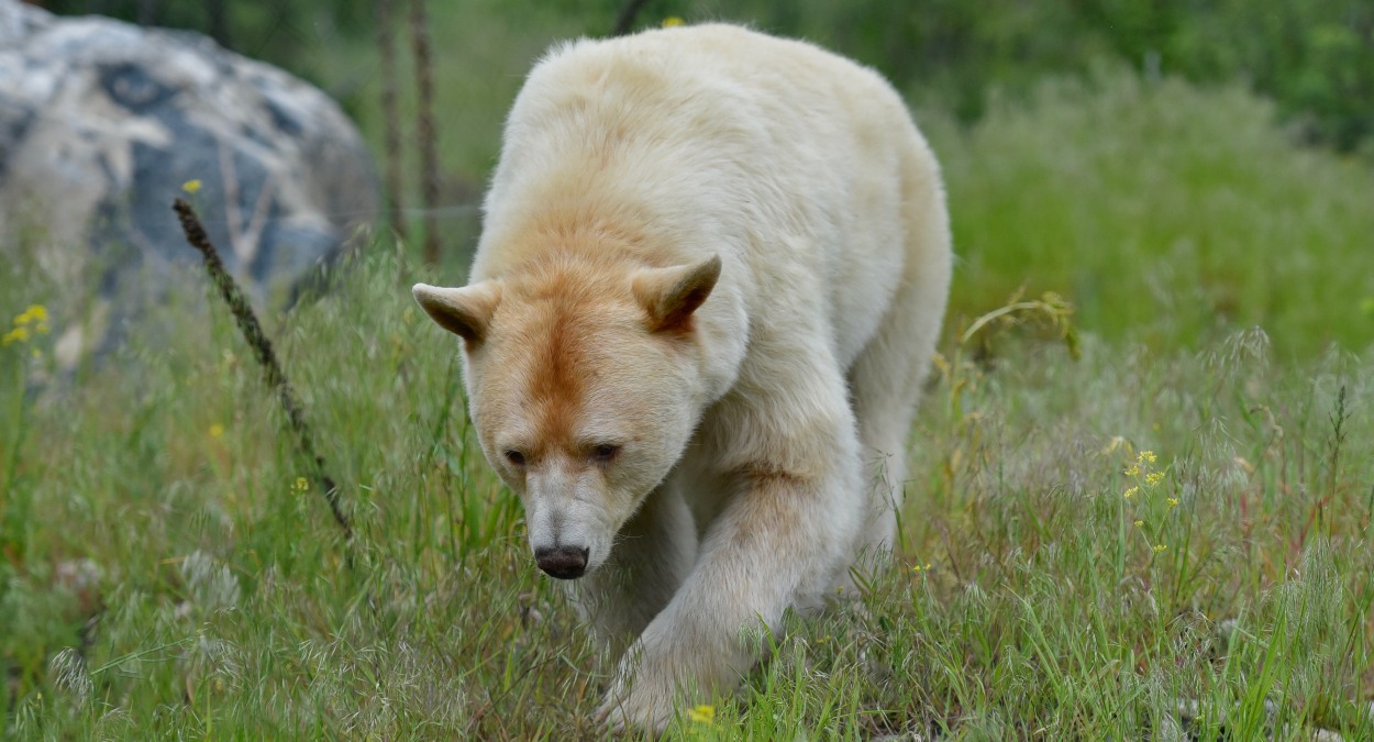 Spirit bear in Great Bear Rainforest, BC