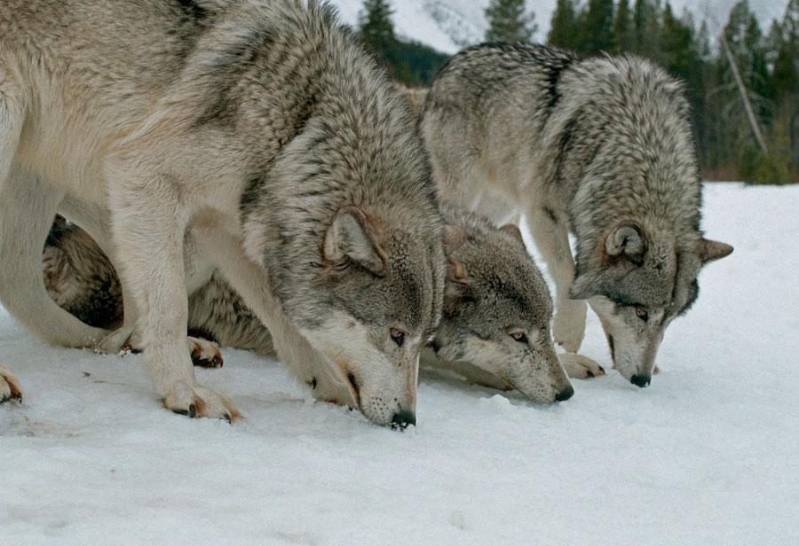 Photo from https://www.livingwithwolves.org/wp-content/uploads/2014/08/sniffing-snow.jpg