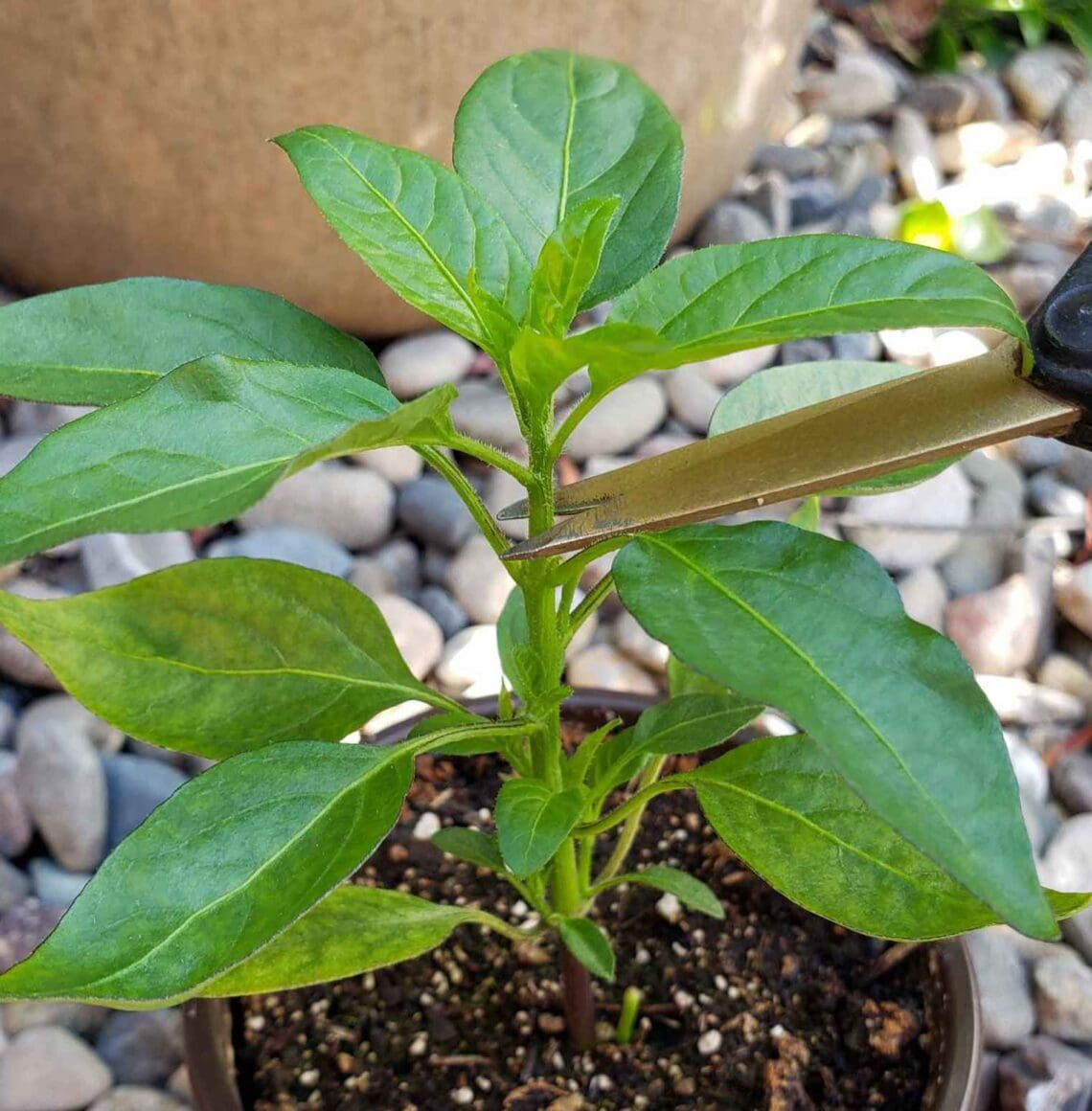 Do peppers need a lot of nitrogen