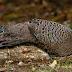 Grey Peacock Pheasant