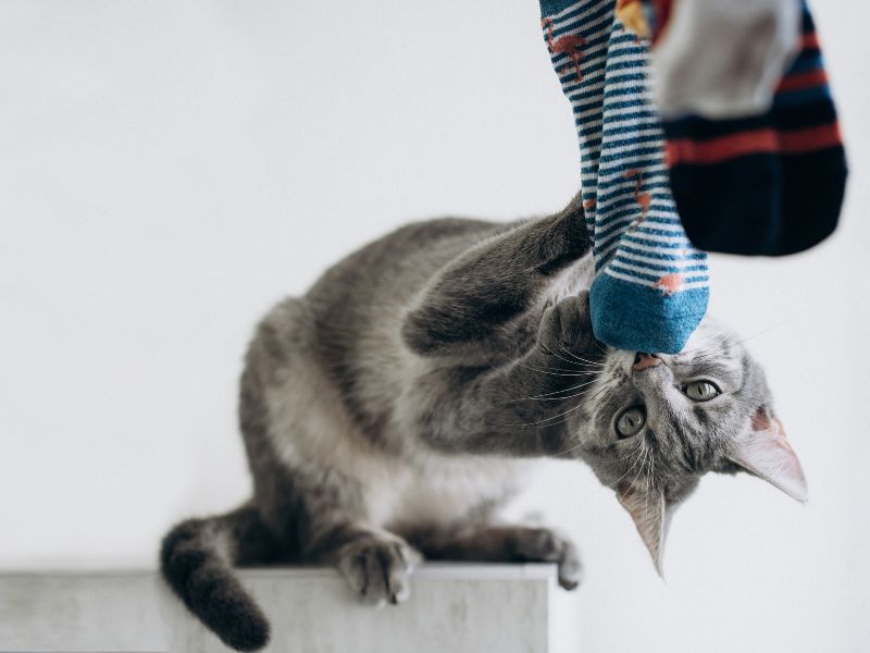 cat-playing-sock-toss