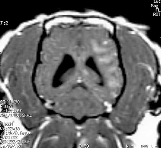 Dorsal planar image of the brain in a dog with encephalitis