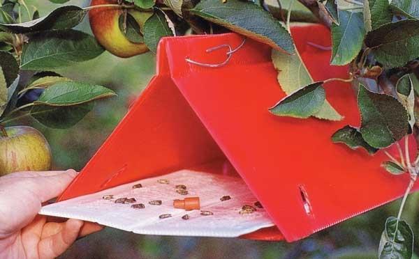 A person hangs a plastic delta trap in an apple tree. The orange delta trap has a septa lure and about twenty codling moths stuck to the sticky paper.