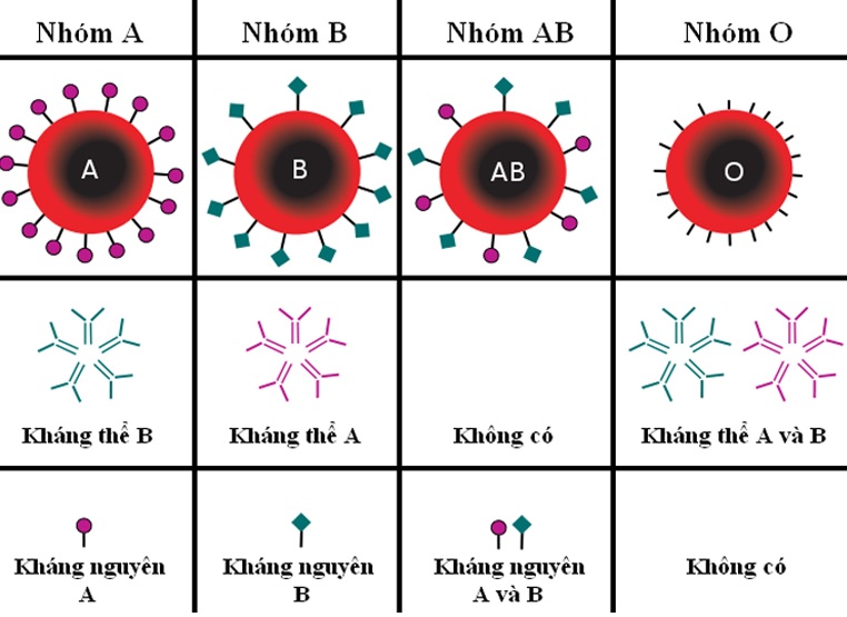 Các nhóm máu chính tương ứng với tên kháng nguyên có trên bề mặt hồng cầu