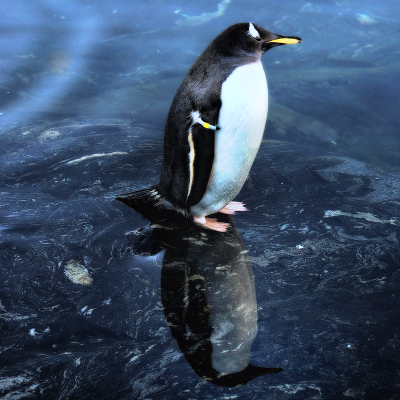 A penguin standing in shallow water with its reflection visible
