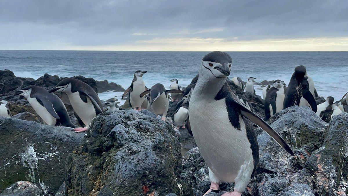 Los pingüinos, muy expuestos a la emergencia climática