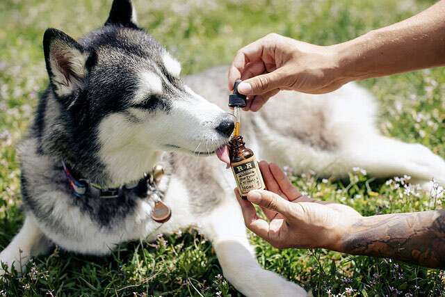 cbd capsules for dogs