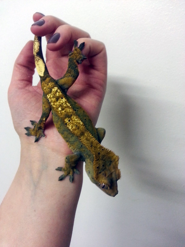 Flame crested gecko