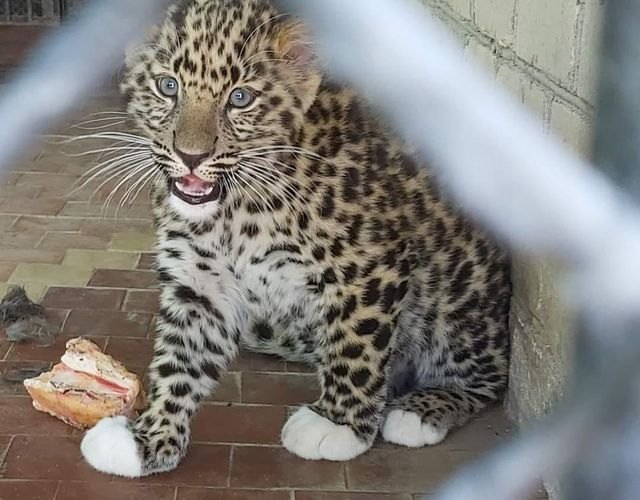 Вже під час бойових дій у зоопарку в Миколаєві народився цей пардус (леопард) амурський - одна з найрідкісніших тварин планети.