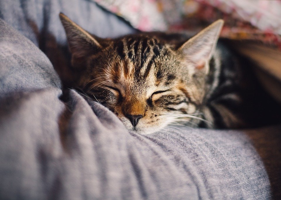 Cat, Pet, Sleep, Domestic Cat, Animal, Rest, Relaxation