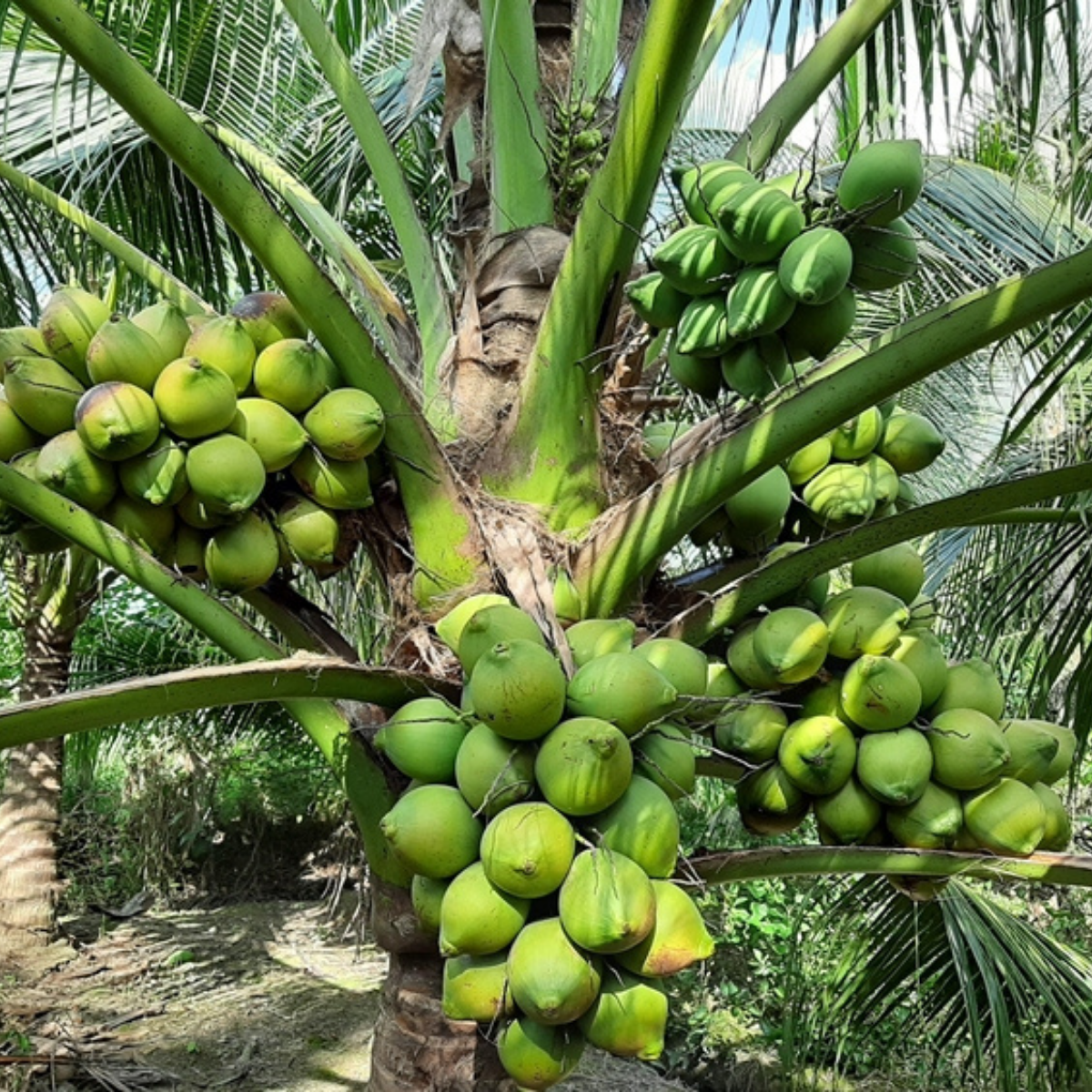 Chọn cây dừa giống tốt để lấy mật dừa
