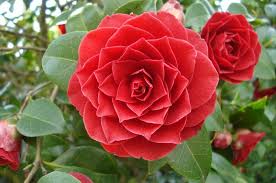 Middlemist Red | Rare flowers, Flower pictures, Types of flowers