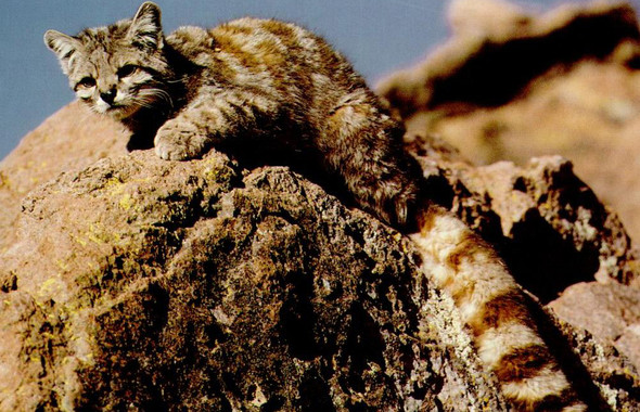 La-perdida-de-habitat-amenaza-a-los-felinos-del-mundo_image_380.jpg