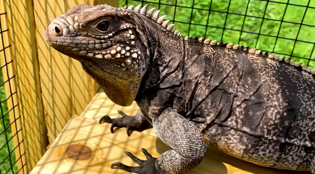 Rock iguana in outdoor enclosure