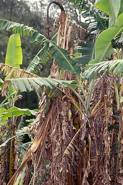 File:Panama disease Banana 2.jpg