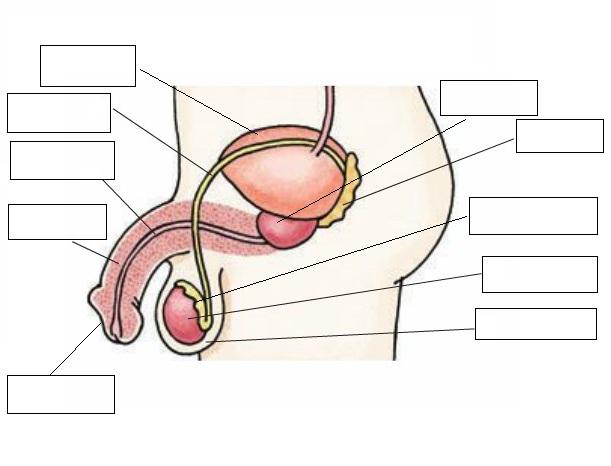 Juegos de Ciencias | Juego de Órganos del aparato reproductor masculino |  Cerebriti