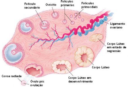 Oócito II | biologianolaboratório