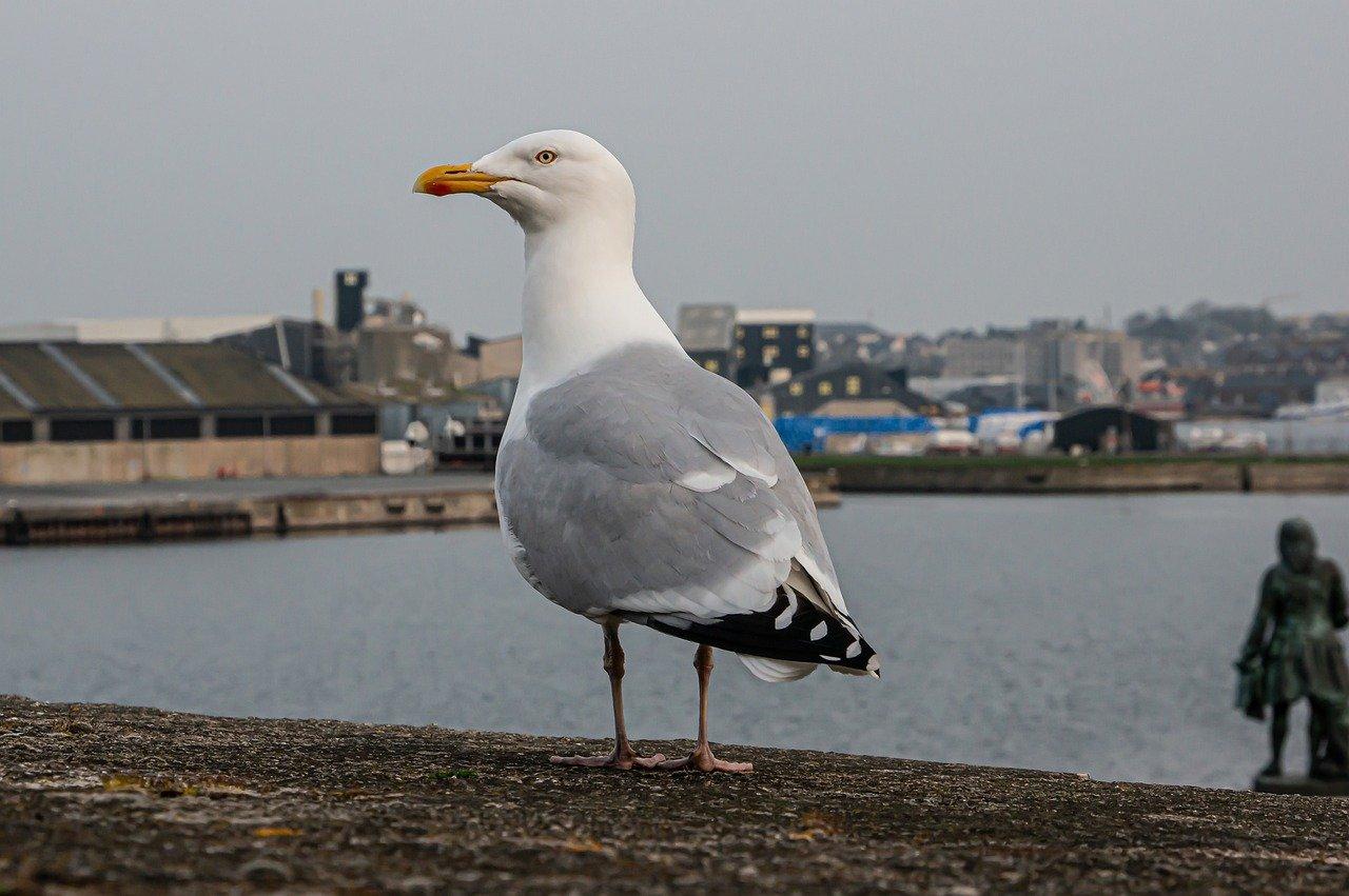 Seagull Saint-Malo Port - Free photo on Pixabay