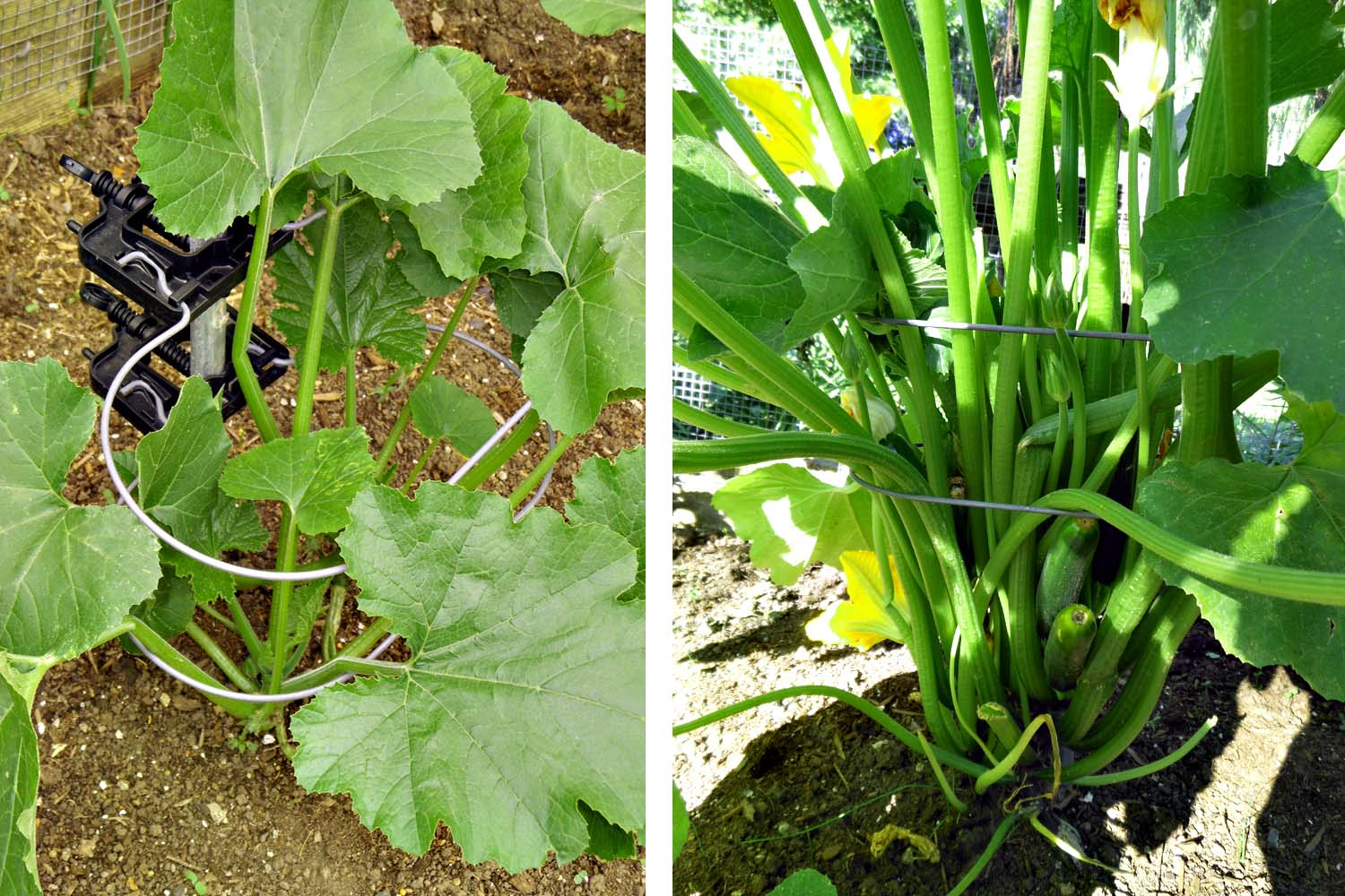 An image of a zucchini plant growing in a garden, with large green leaves and yellow flowers.
