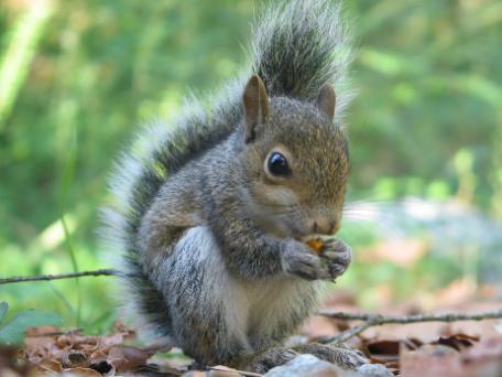 A squirrel eating food

Description automatically generated