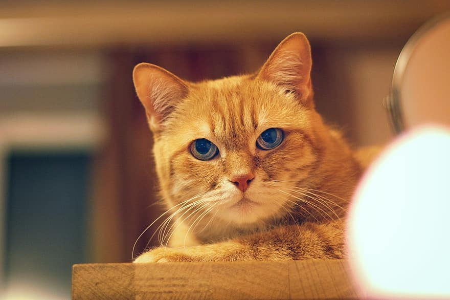 ความลับที่ 3 รู้หรือไม่จำนวนประชากรแมวส้ม ส่วนใหญ่เป็นตัวผู้