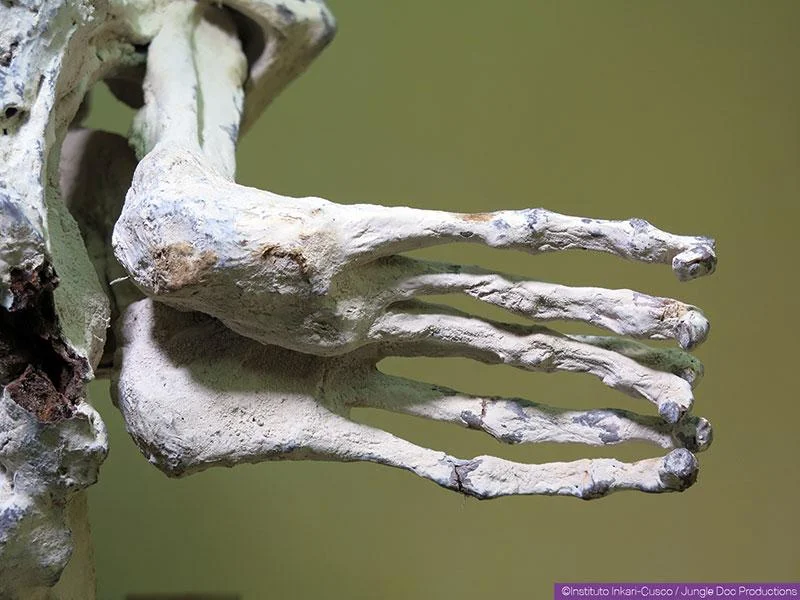 DNA test, Three-fingered alien corpses, Peru, New species, Human, Alien discovery, Biological analysis, Extraterrestrial hypothesis, Unusual human remains, Genetic testing