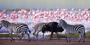 Lake nakuru national park - kenya national parks , kenya safari