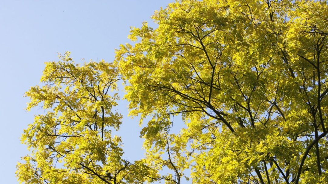 Pros and Cons of Using Honey Locust as Firewood
