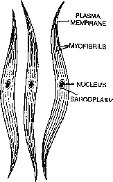 Nervous Tissue