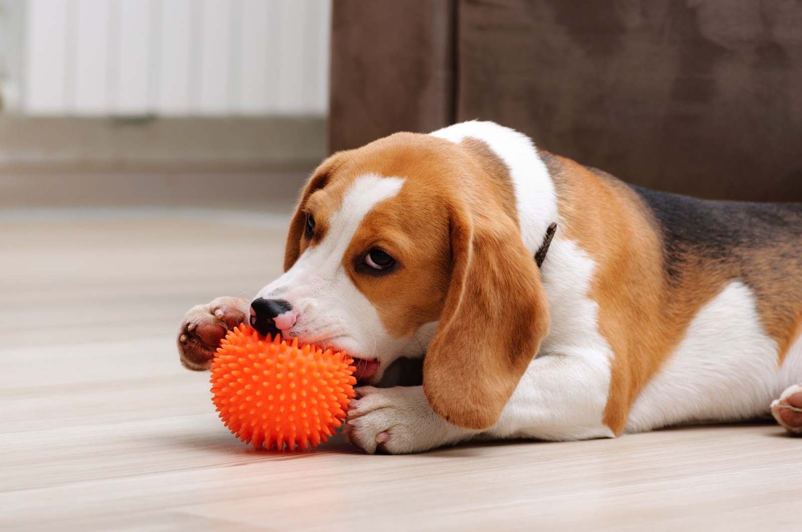 A young puppy chews on a teething ball