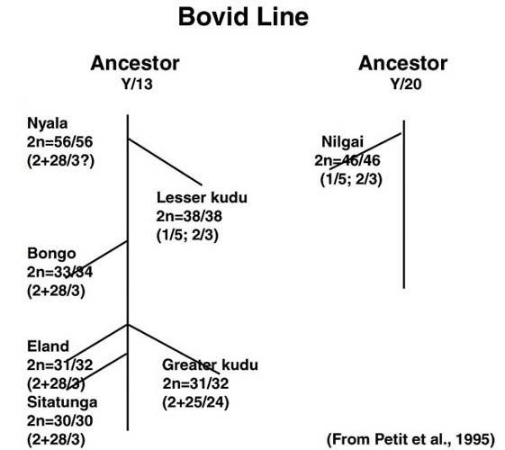 This putative phylogeny is arranged according to cytogenetic information with chromosome numbers
