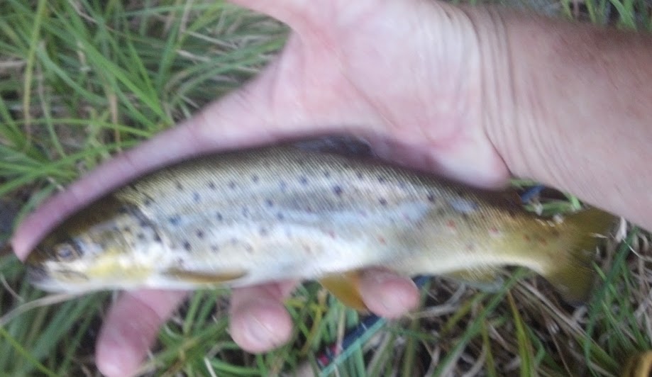 Farmington River Brown, Spetember 2014