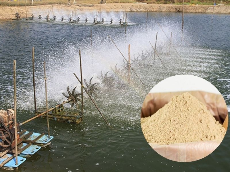 Gây màu cho nước ao nuôi bằng cám gạo