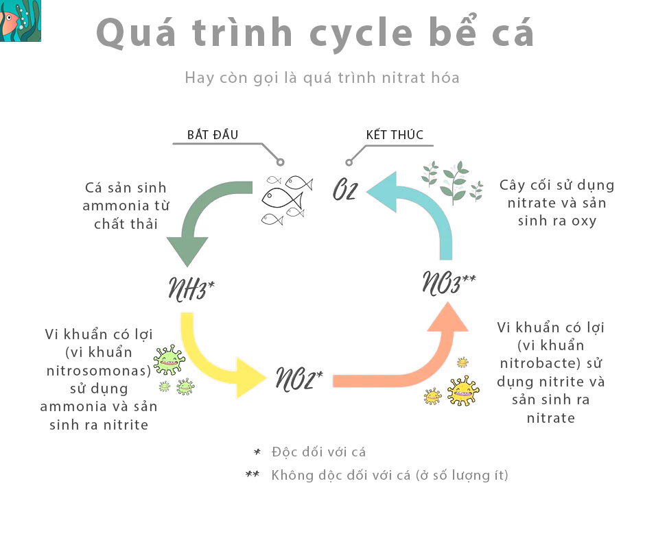 so sánh psb và extra bio