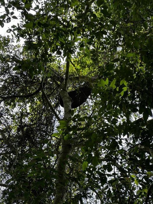 Săn loại ong khổng lồ chỉ có trong rừng già, “dị nhân” kiếm tiền triệu mỗi ngày - 5