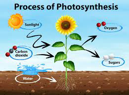 What is photosynthesis? - Science Questions