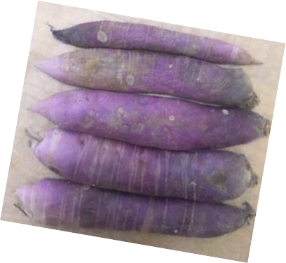 Purple daikon peel arranged (peel side up) in an aesthetically pleasing way on parchment paper. In this case “aesthetically pleasing” means lined up, with very little space between them. There are some dots on some of the slices of purple daikon peel, and some lines on others. Purple daikon in itself is an aesthetically pleasing vegetable.