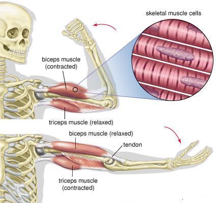 Bildresultat fÃ¶r musklernas funktion