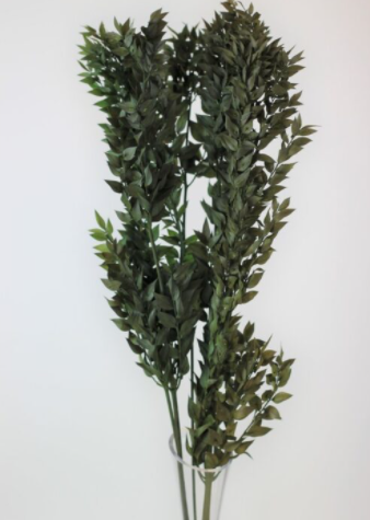 Preserved Ruscus 