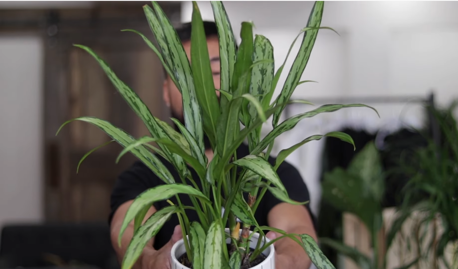 Man holding a potted aglaonema