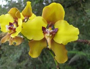 orquidedas 1