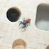 The first-ever “spidernaut” safely returns to Earth 