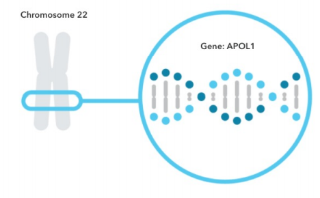 The APOL1 gene is shown located on chromosome 22.
