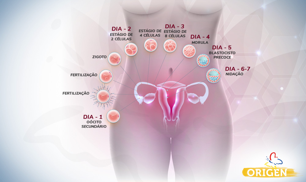 MD.Saúde - Ao contrário do que muitas pessoas acreditam, não existem  sintomas de gravidez nos primeiros dias após a fecundação. Os primeiros  sinais surgem somente quando o embrião implanta-se no útero, evento