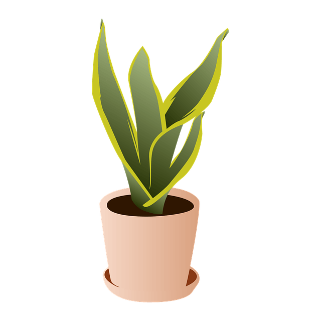 Snake Plant Art Graphic