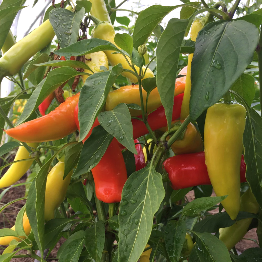 Hungarian Hot Wax Pepper 