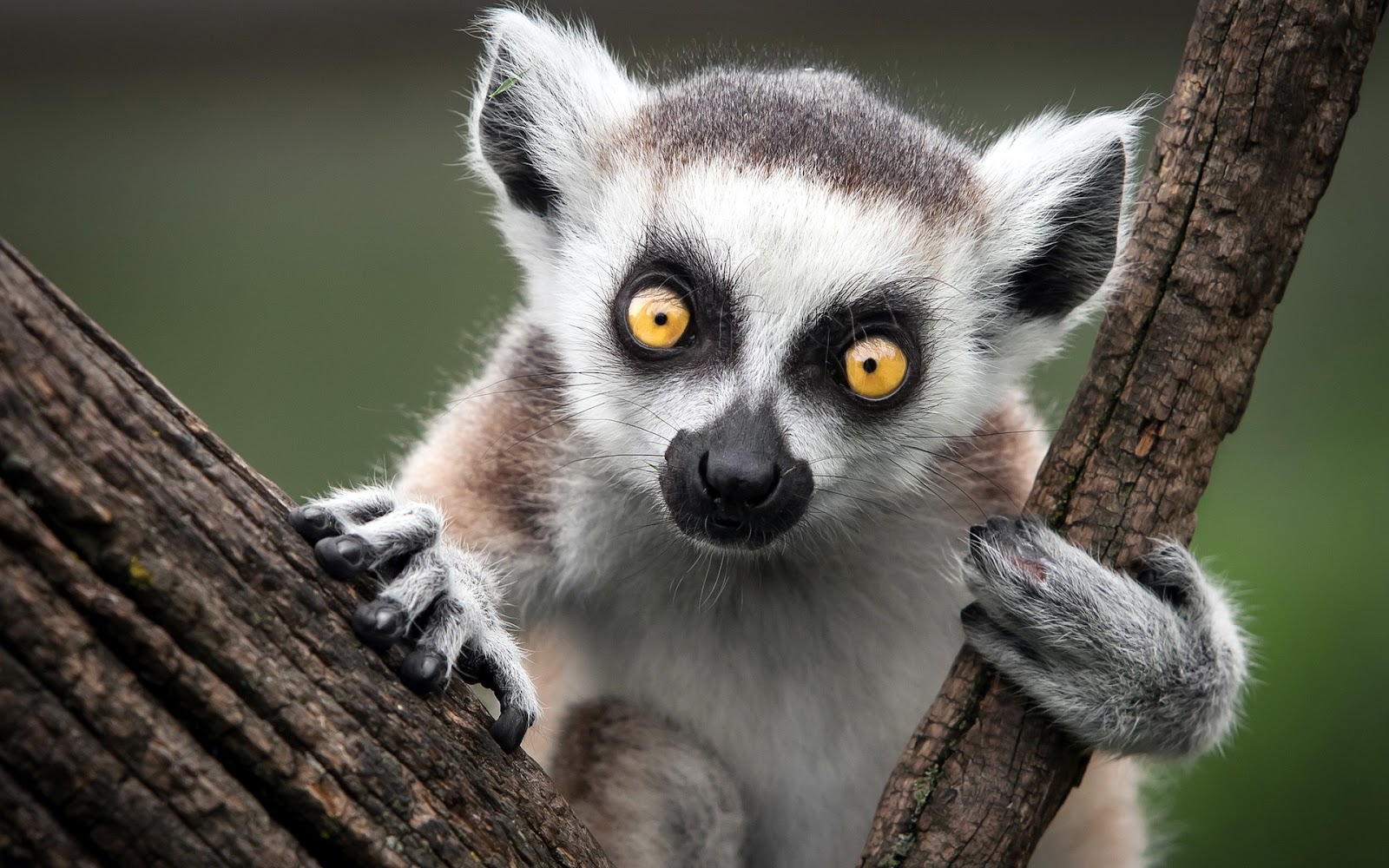 Lemur