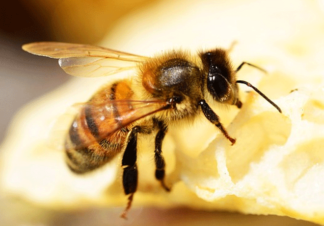 Thế giới thú vị của loài ong

