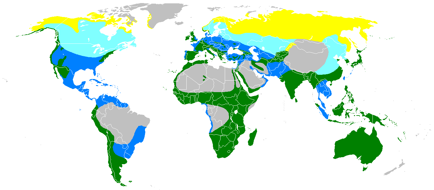 A colored map of the peregrine falcon’s geographic range, showing most of the world except some areas of Africa, the Arabian Peninsula, South America, Greenland, and Asia. 